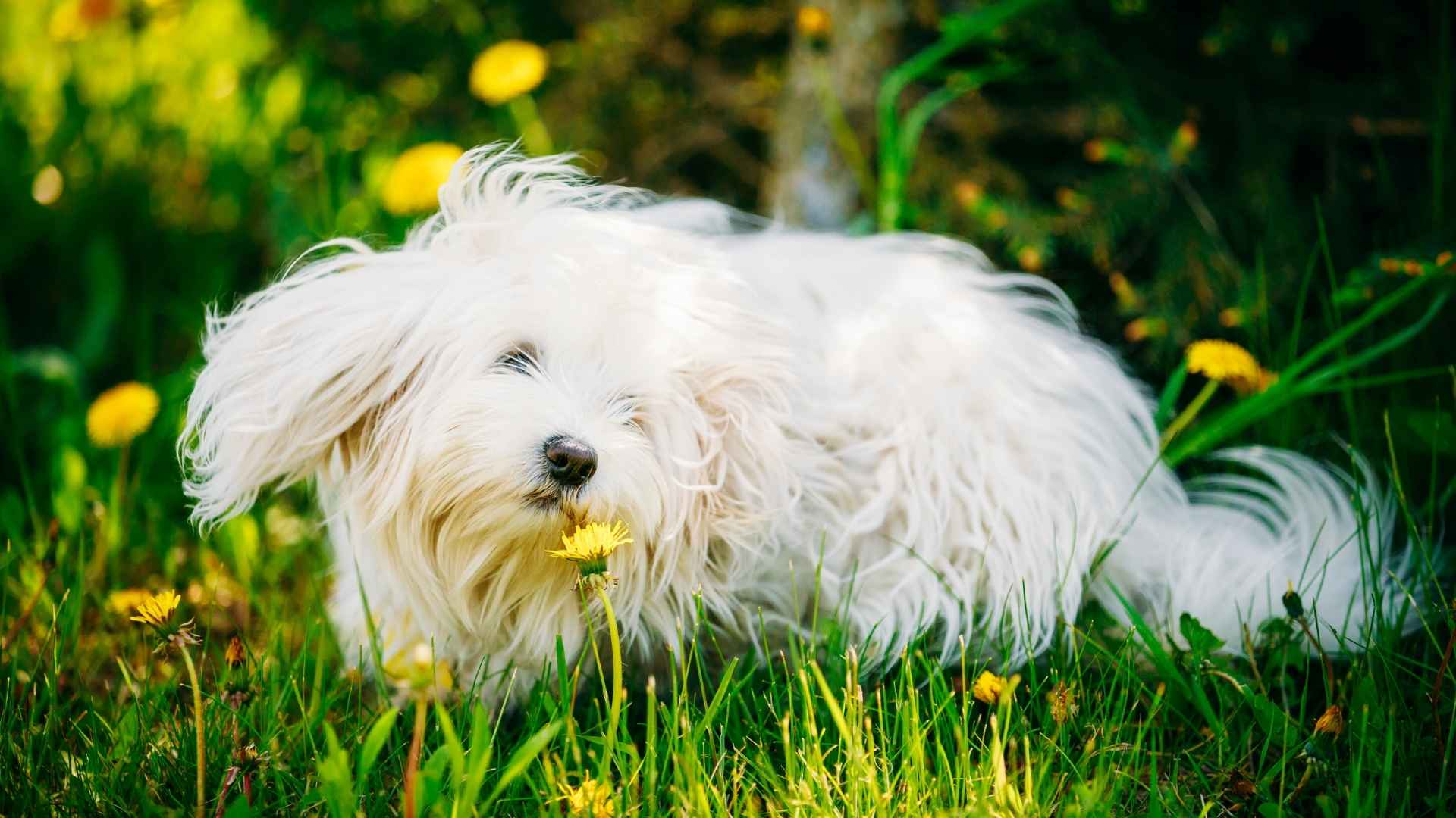 Coton de Tulear